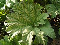 Ceratostigma Plumbaginoides (fam Plumbaginacees) (Chine) (2) (Photo F. Mrugala)